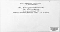 Coleosporium steviae image